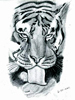 Tiger Bath - Graphite.